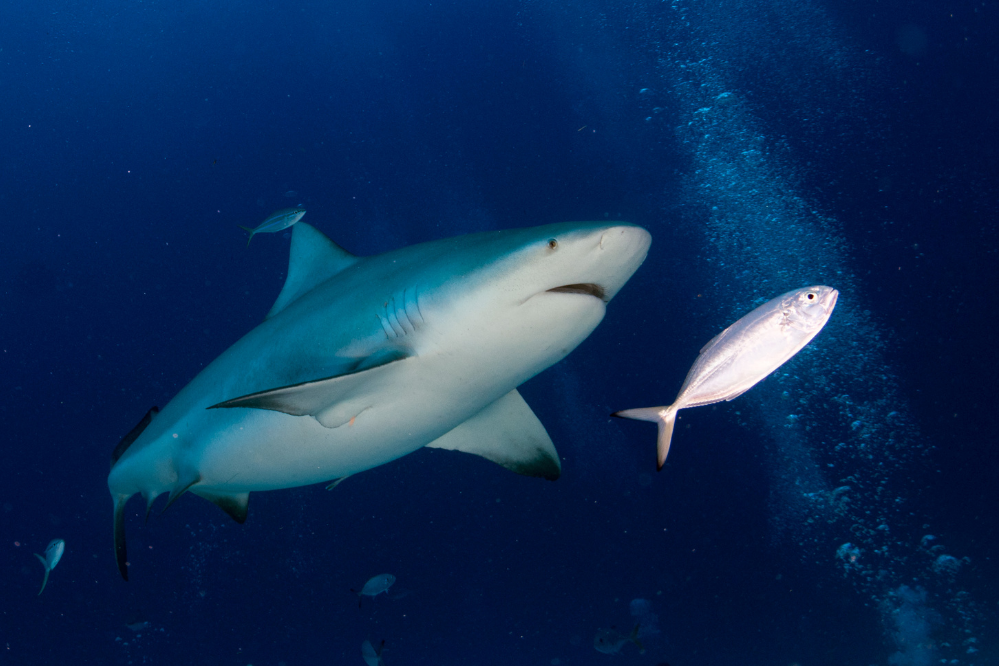 Foto com tubarão de cabeça chata nadando em alto mar.