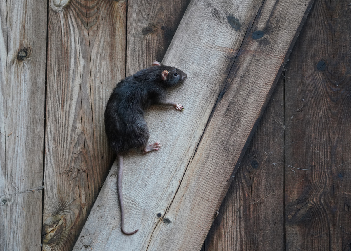 rato subindo parede