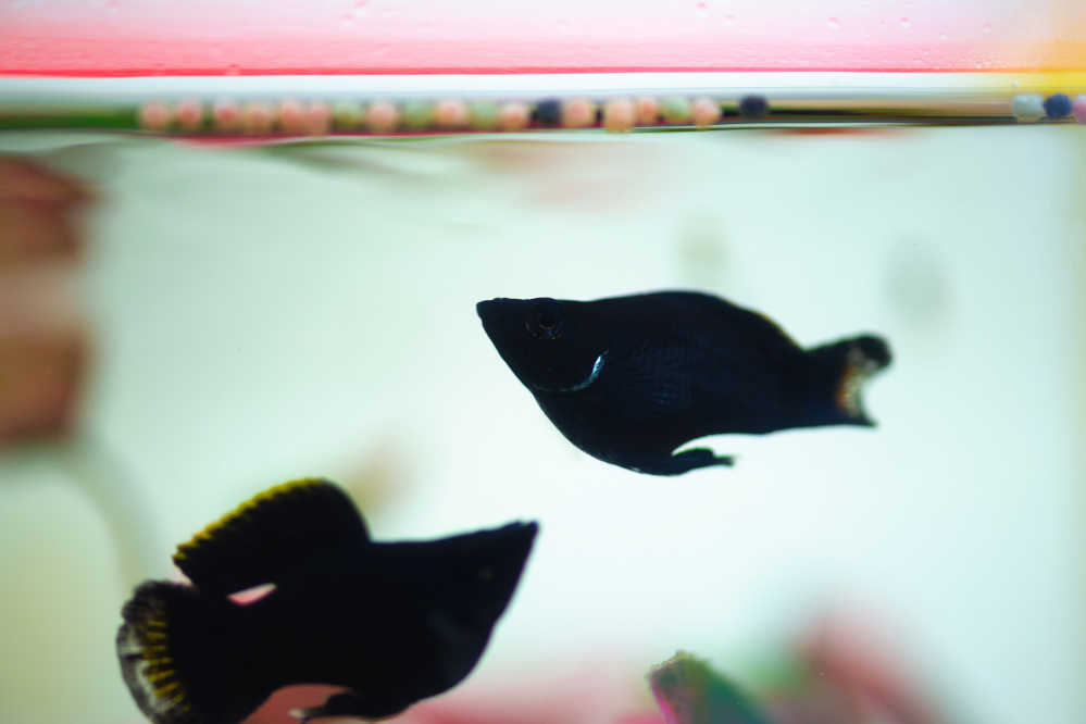 Molinésia negra nadando em aquário