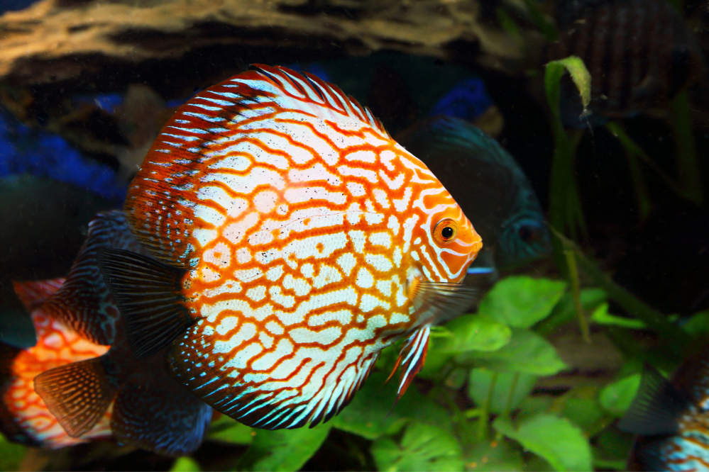 Peixe laranja do tipo Symphysodon nadando sozinho 