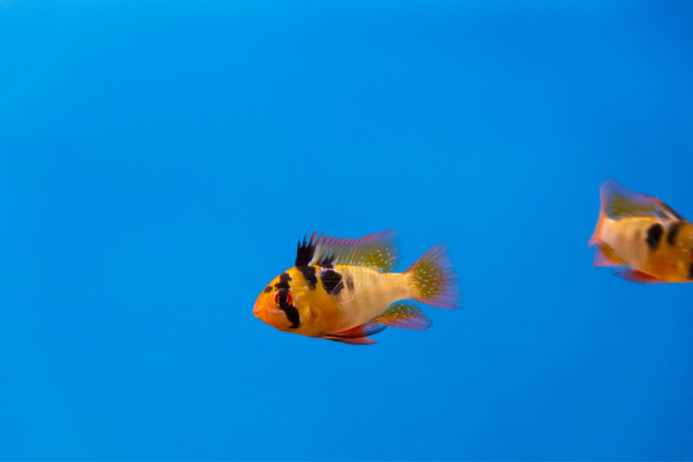 Dois peixes do tipo Microgeophagus ramirezi nadando em fundo azul.