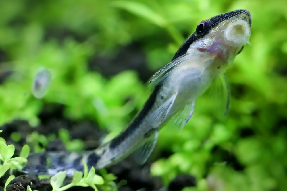 Peixe Otocinclus Affinis com boca no vidro do aquário