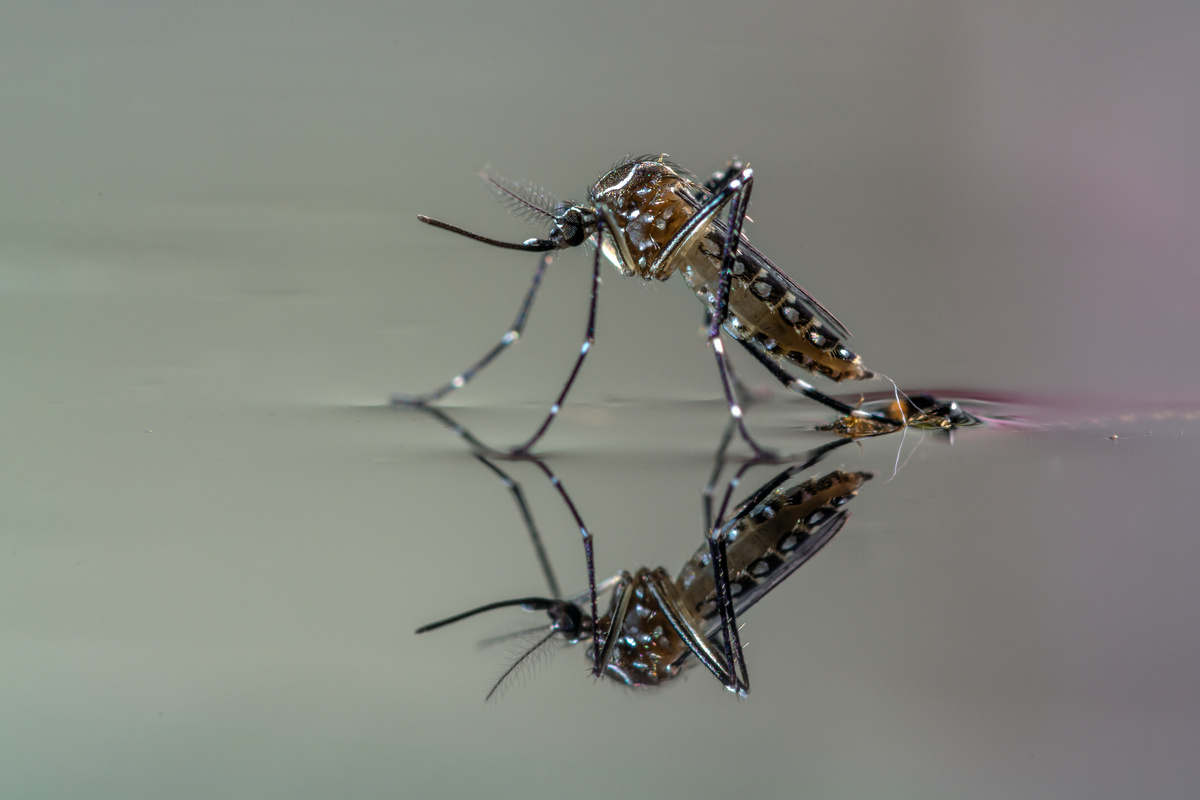 Mosquito-da-dengue