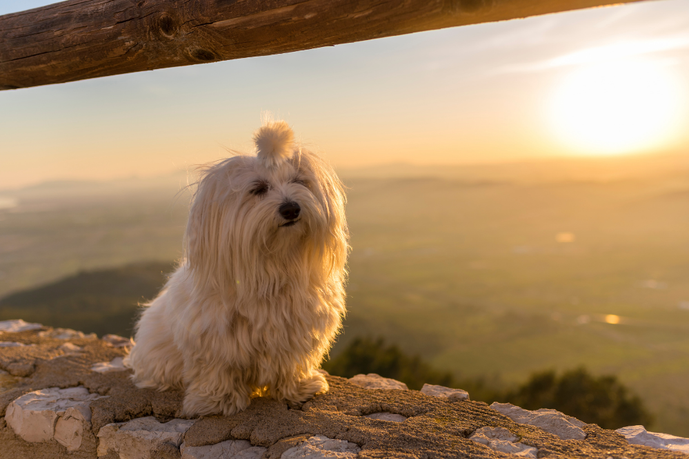 Cão Maltês em frente a paisagem.