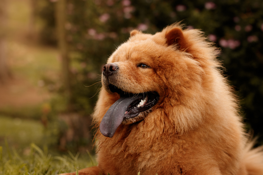 Rosto de cão Chow Chow com língua para fora.
