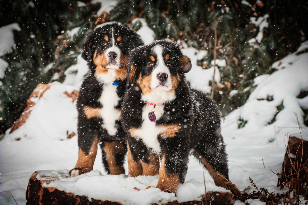 Dois cães Bernese em meio a neve
