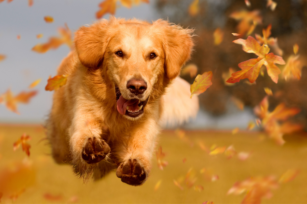 Cão Golden Retriever correndo entre folhas secas