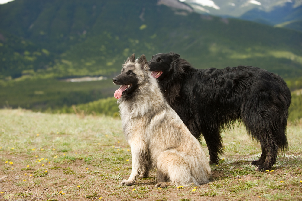 Dois cães Pastor Belga em meio a montanhas