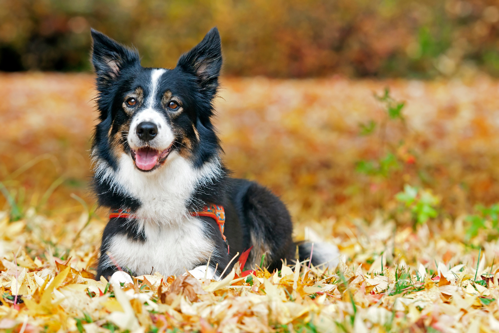 Cão Border Collie em meio a folhas secas