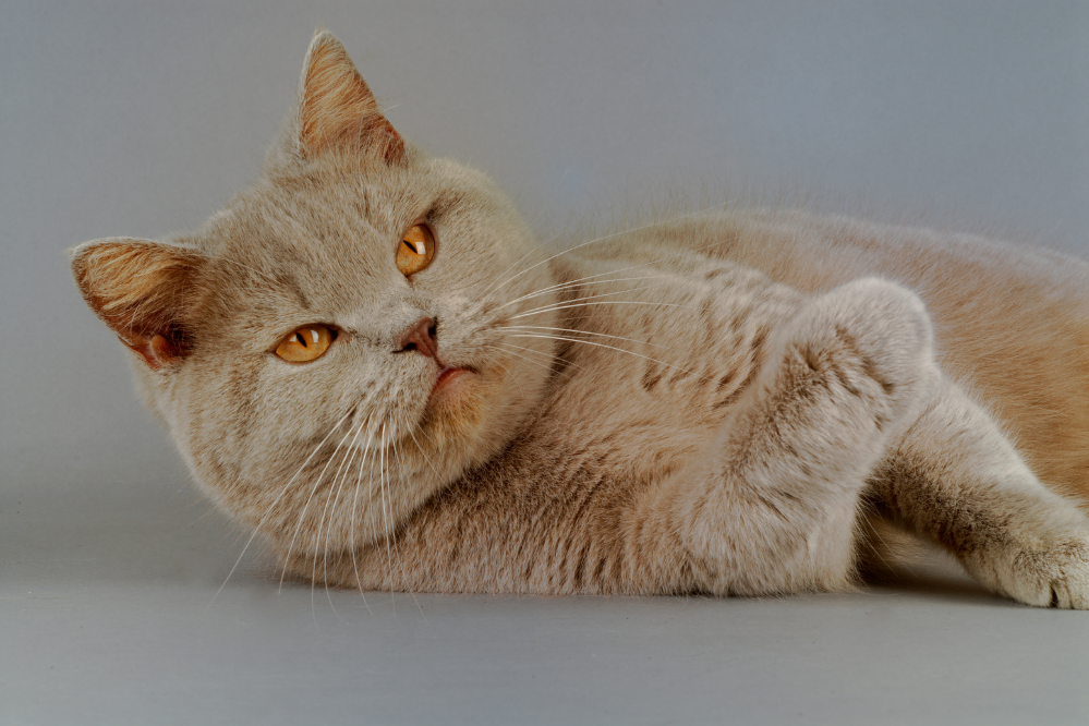 Gato British Shorthair deitado em fundo cinza