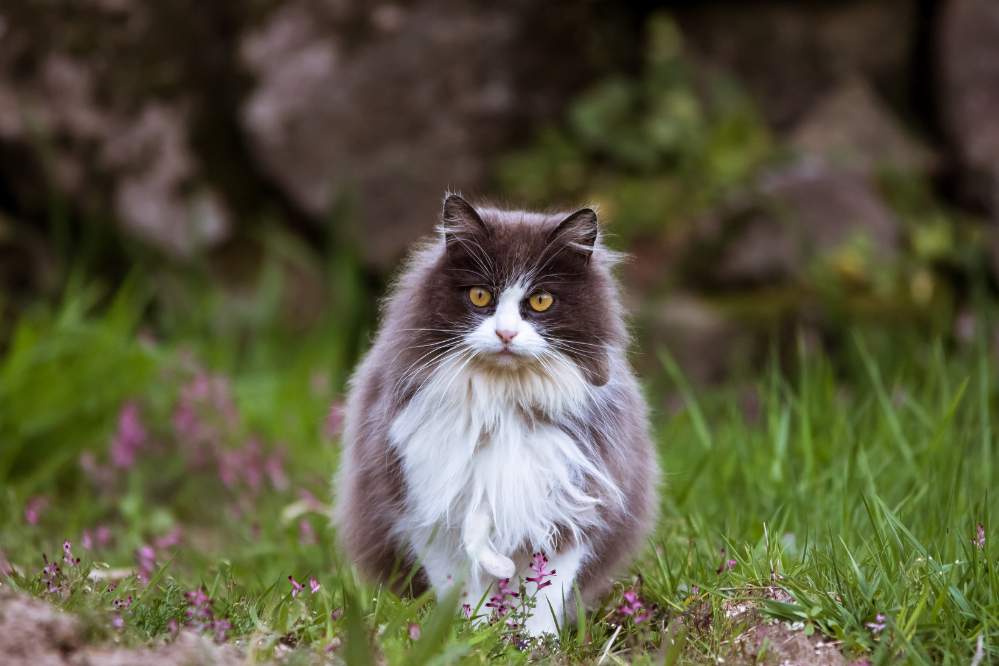 Gato Norueguês da Floresta em gramado verde