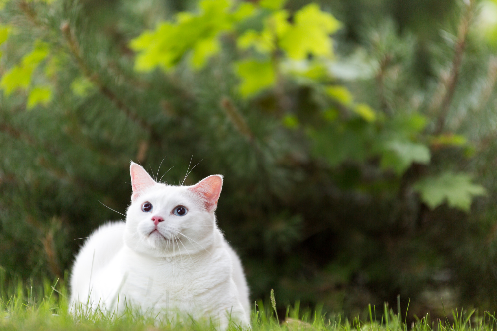 Gato Angorá em gramado verde