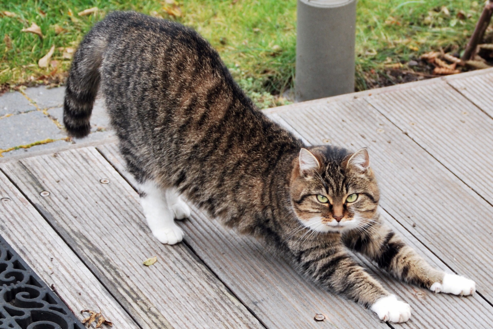 Gato Cymric se espreguiçando em varanda de madeira