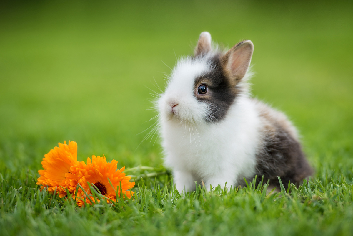 Filhote de mini coelho sobre a grama.