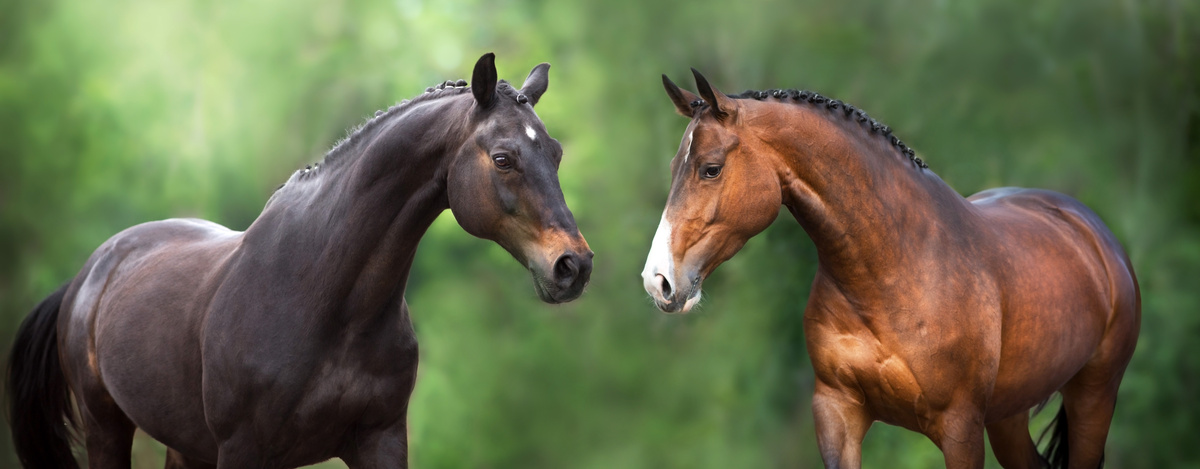 Cavalo marrom e cavalo preto puro-sangue inglês