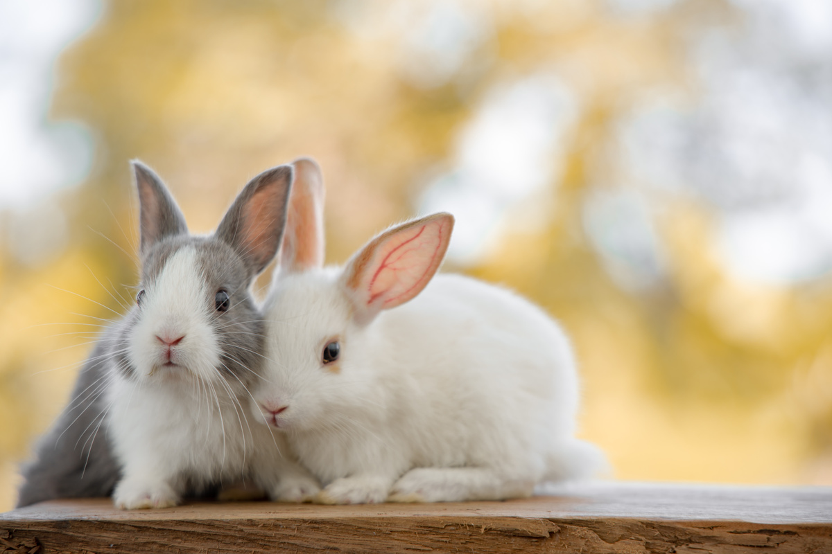 Dois coelhos em gramado