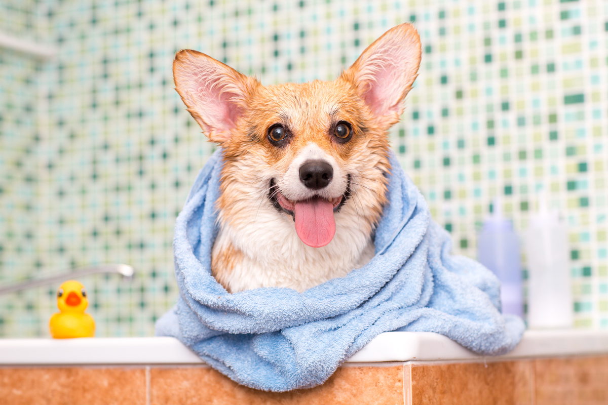 Cachorro em banheira enrolado em toalha