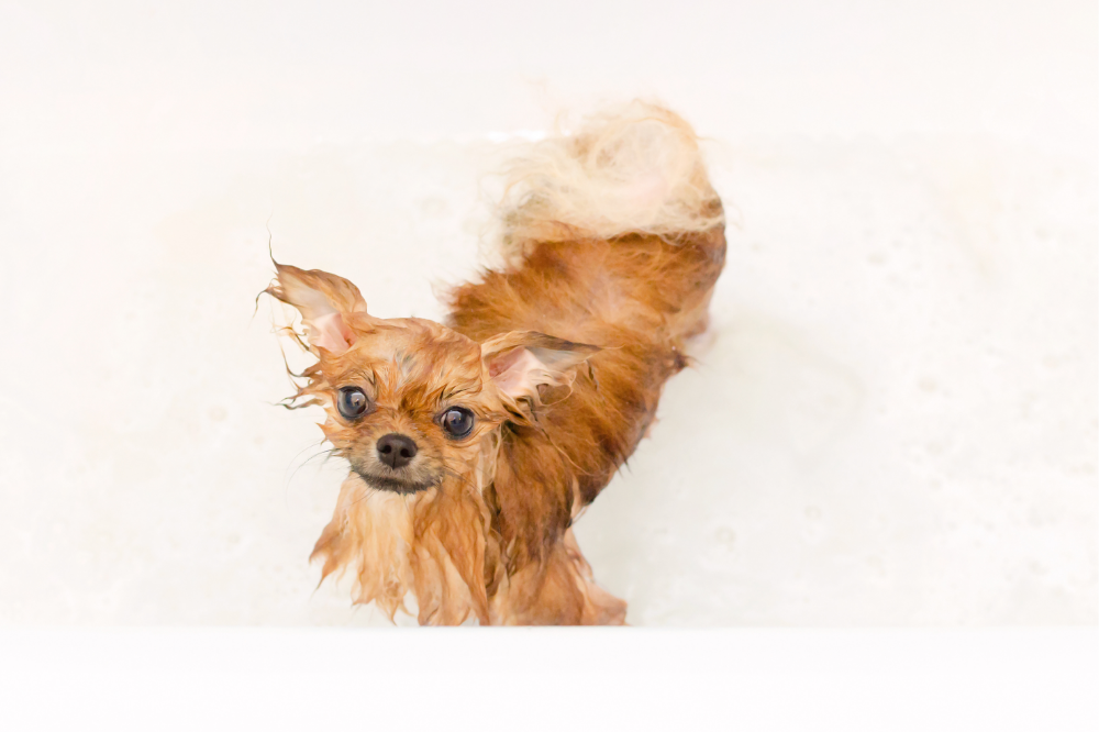 filhote de cachorro tomando banho