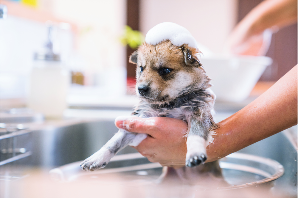 filhote de cachorro tomando banho
