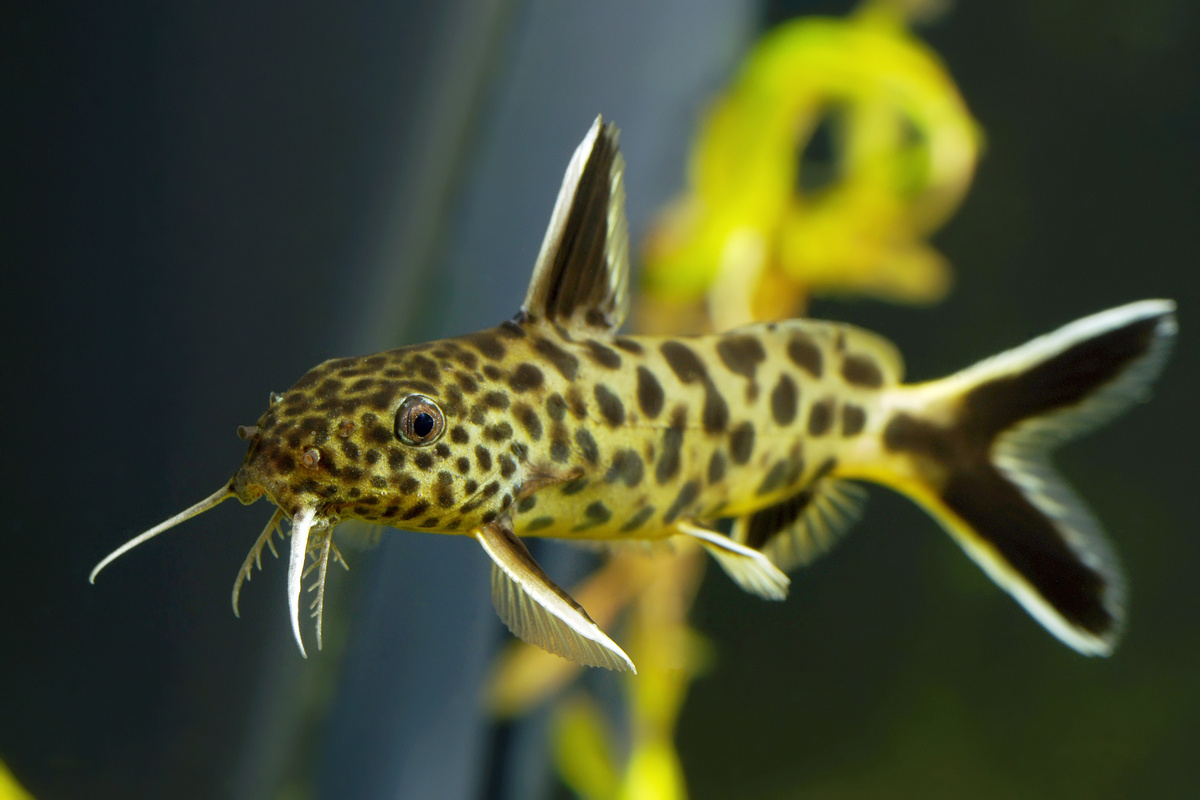 Peixe synodontis em aquário