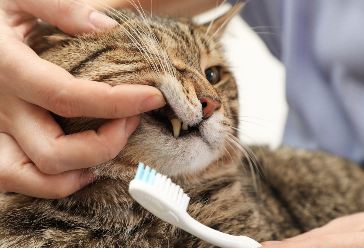 Gato escovando os dentes