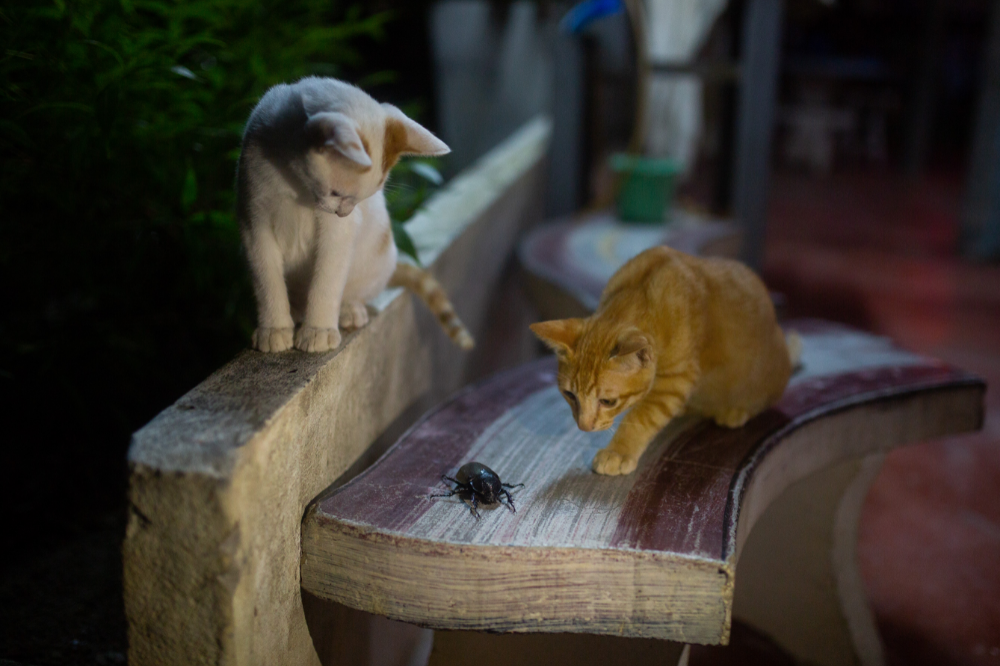 gatos olhando barata para comer