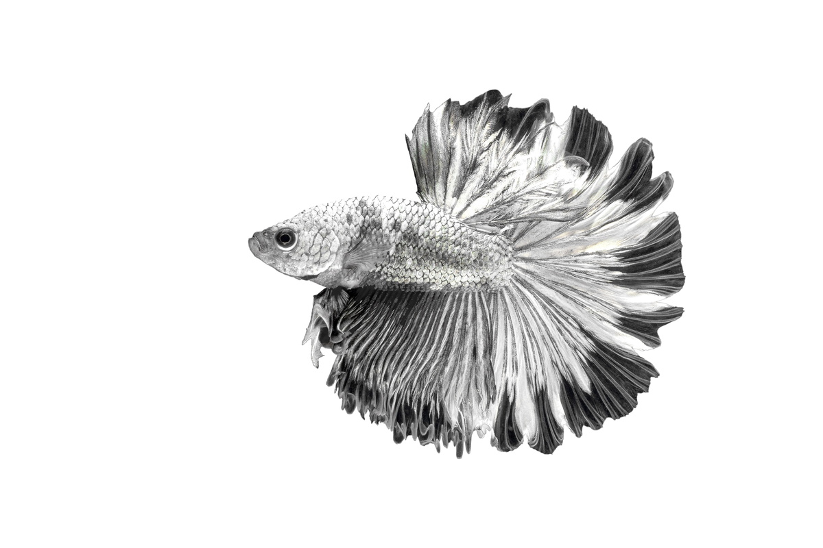 Peixe beta preto e branco