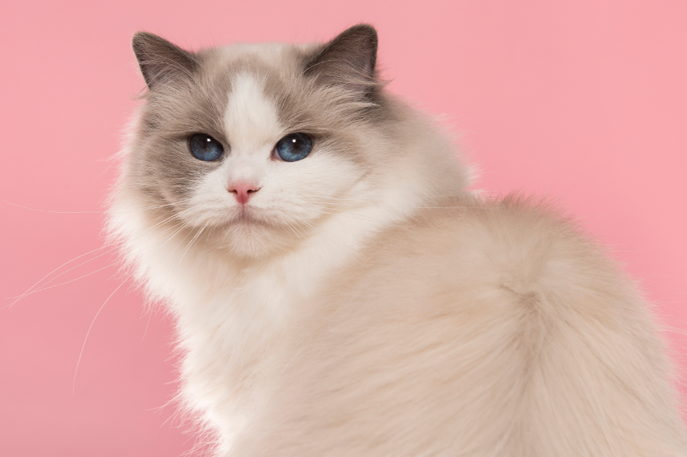 gato Ragdoll com fundo rosa