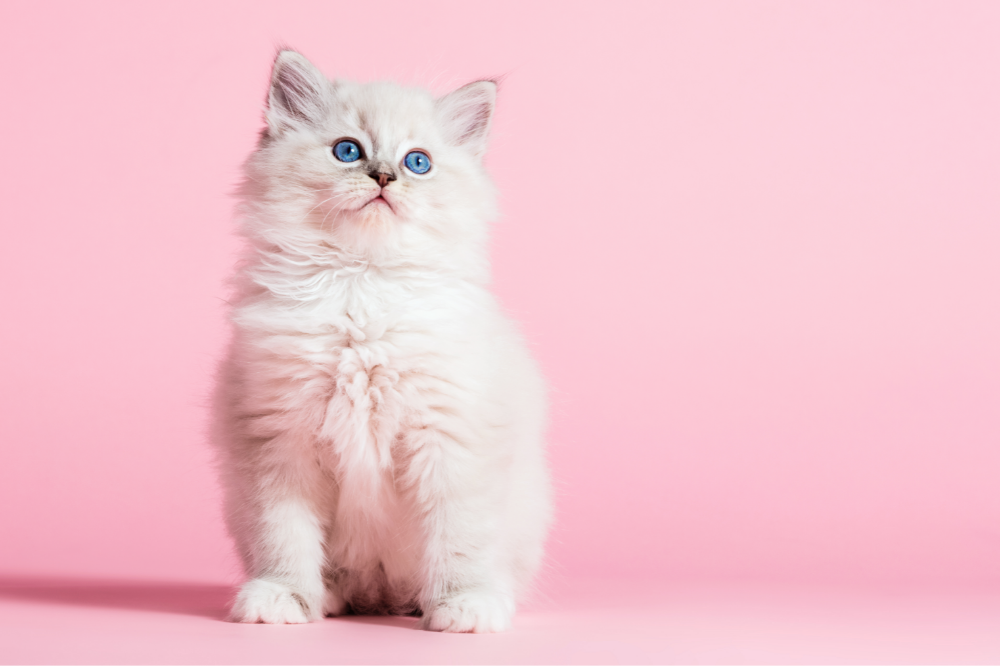 gato Ragdoll filhote com fundo rosa