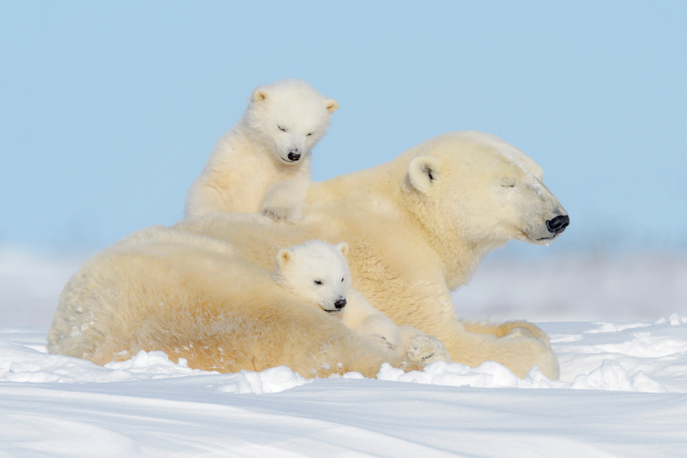 Urso-polar e filhotes