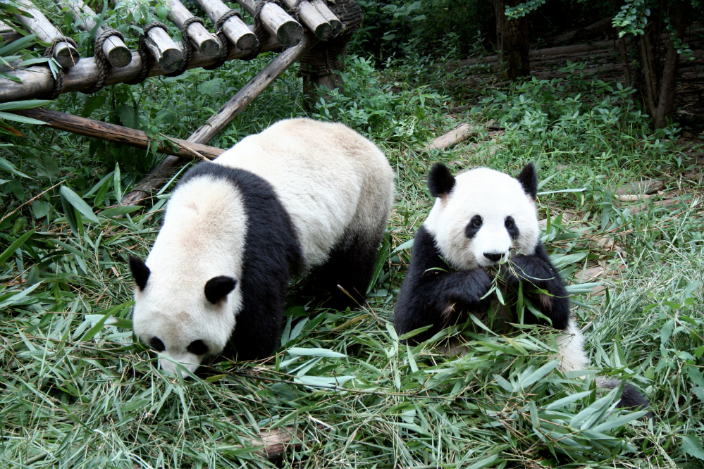Panda-gigante e filhote