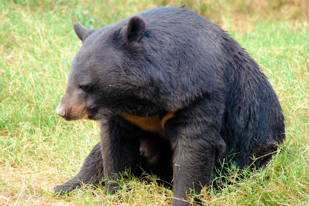 Urso-negro-asiático 