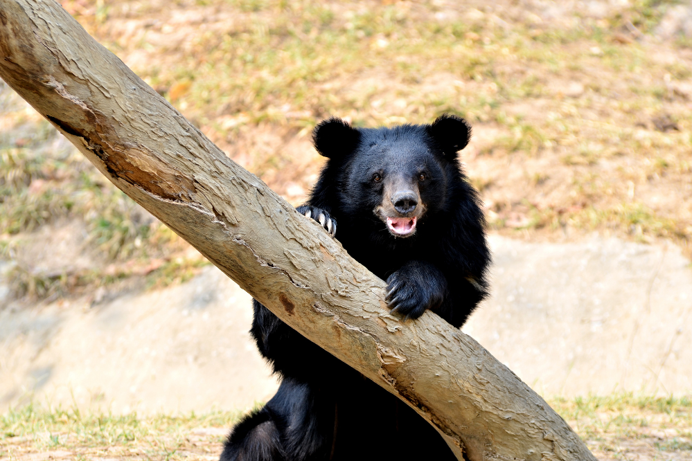 Urso-negro-asiático