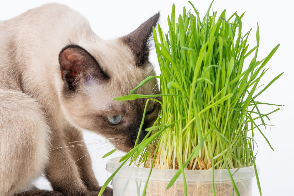 Gato ao lado de vaso com grama