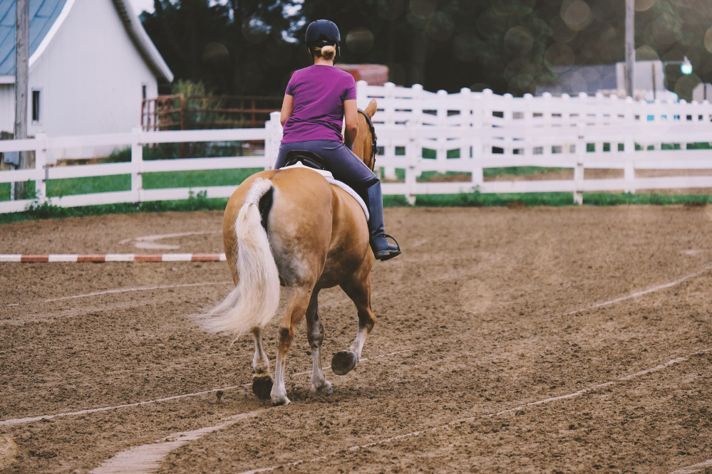 Cavalo em prática de equitação