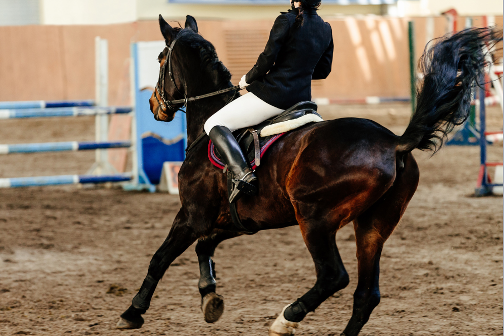 Cavalo em prática de equitação