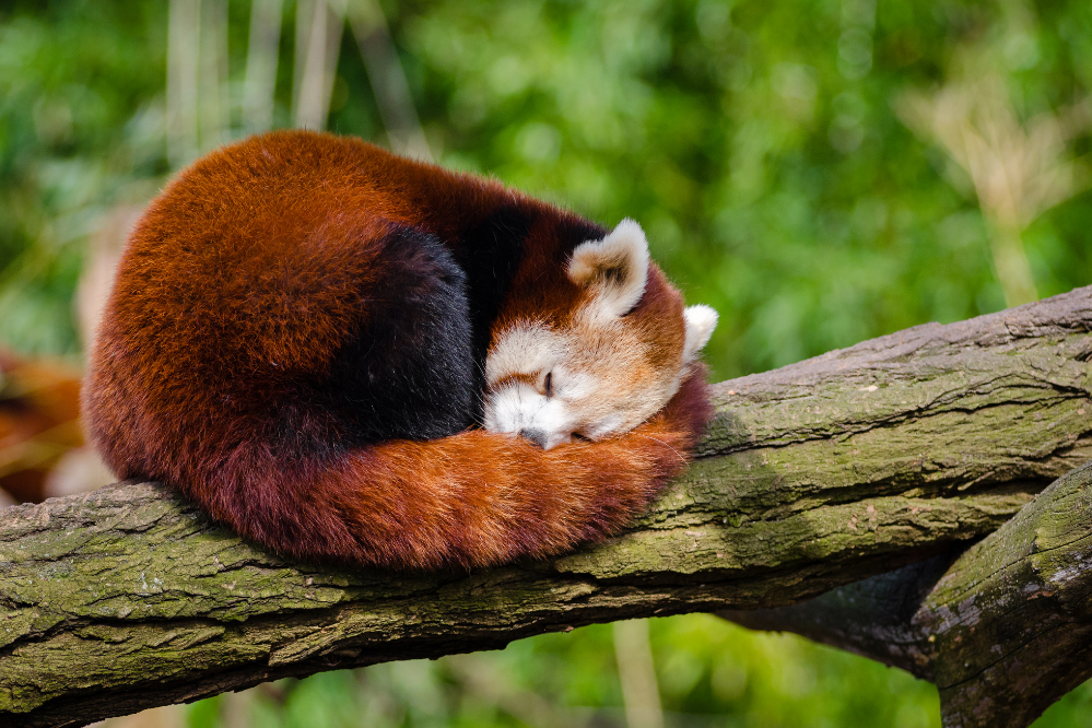 Panda Vermelho