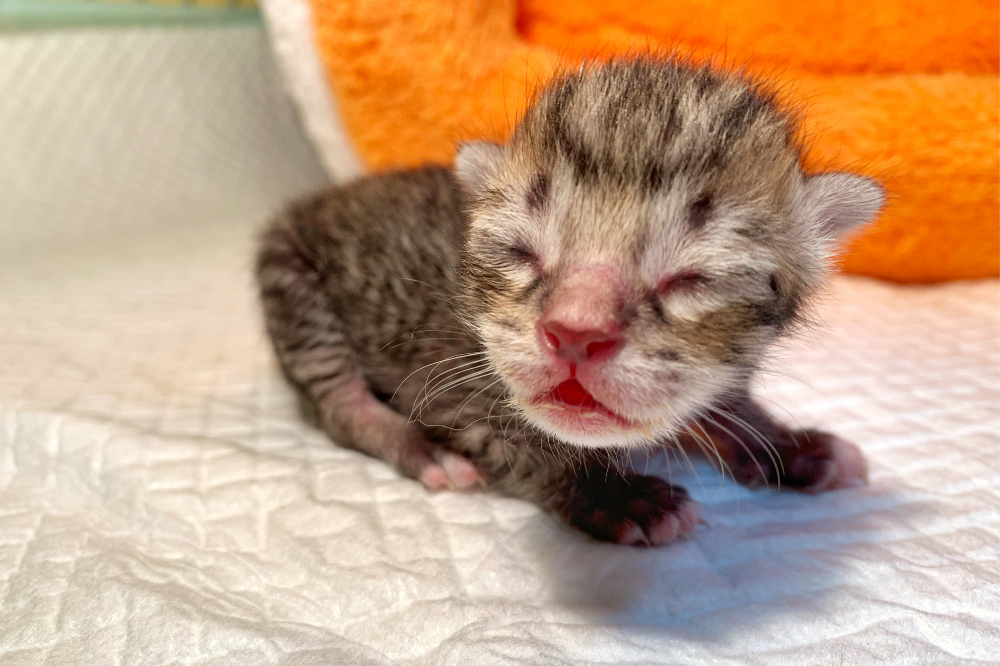 gato recém-nascido