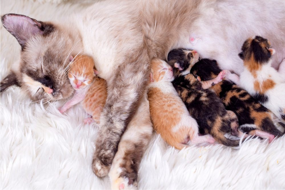 gato recém-nascido mamando