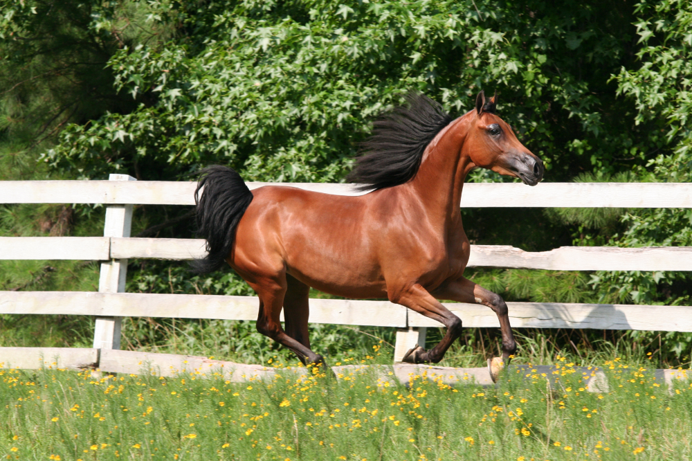 cavalo árabe