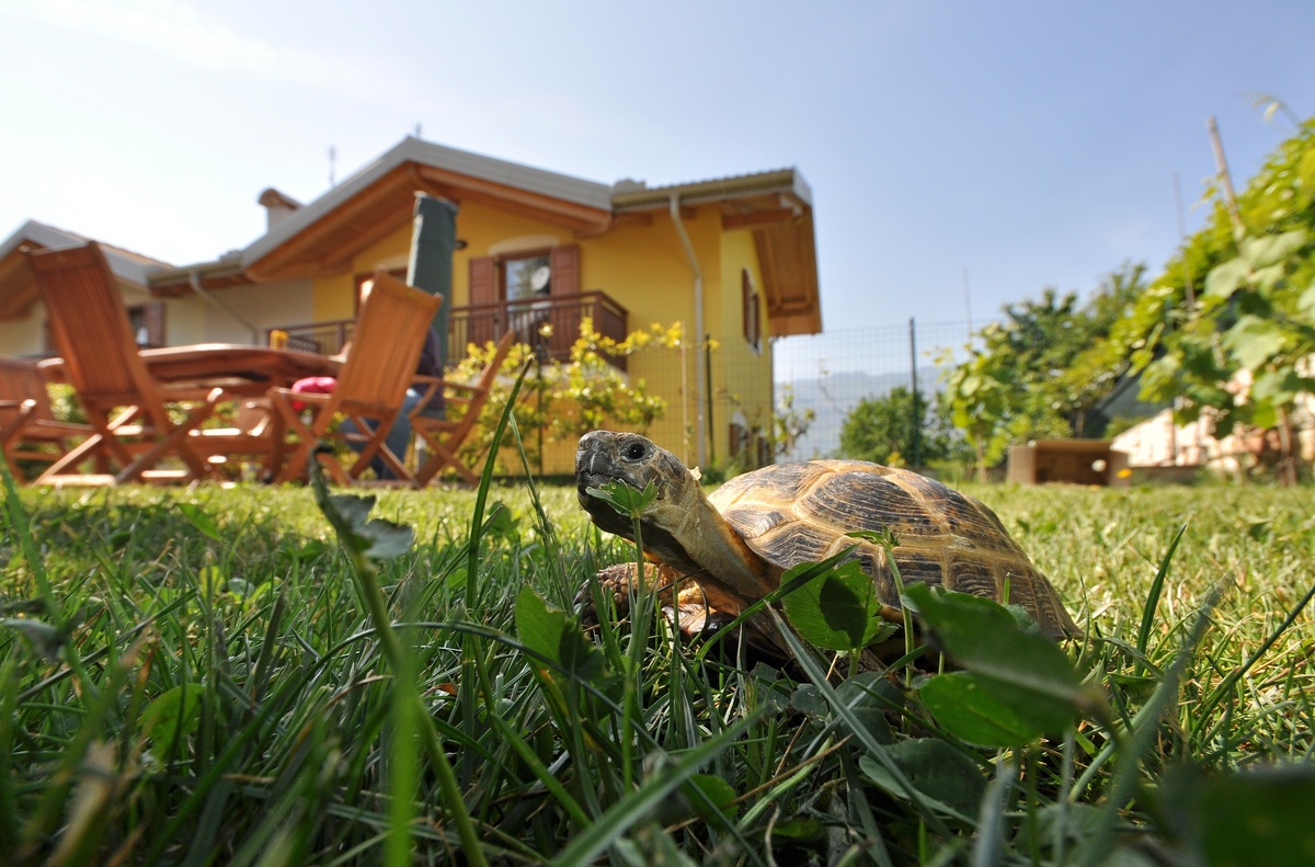 Tartaruga no gramado de um jardim