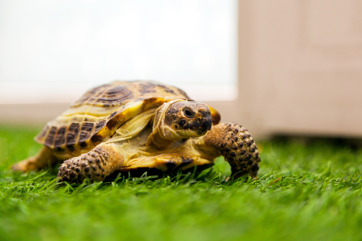 Tartaruga doméstica sobre a grama