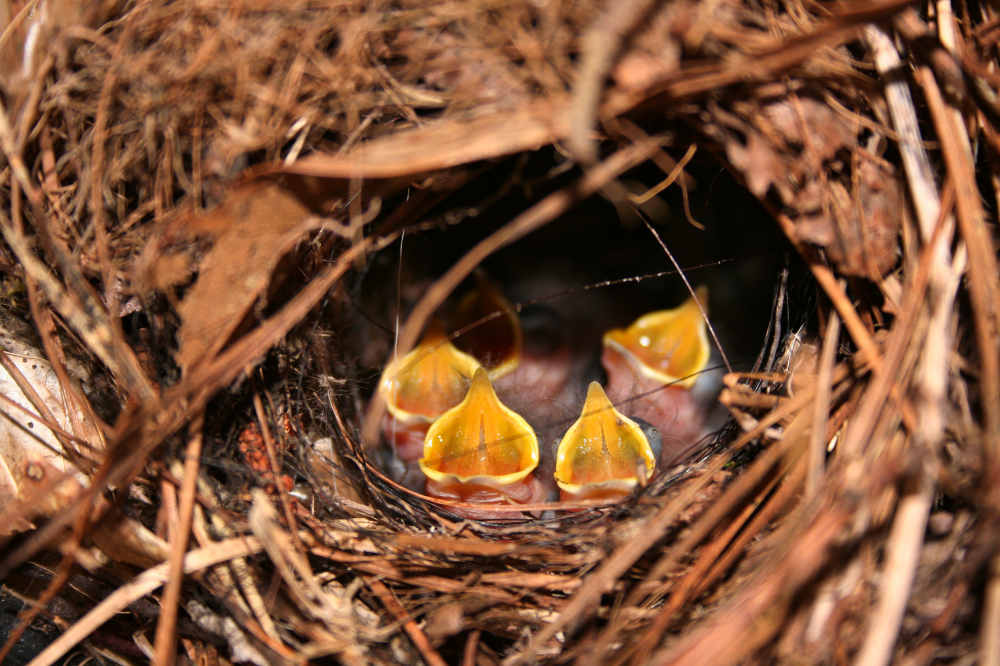 filhotes de passarinho no ninho com a boca aberta