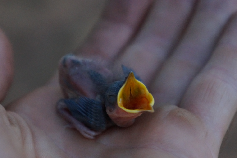 filhote de passarinho na mão com a boca aberta