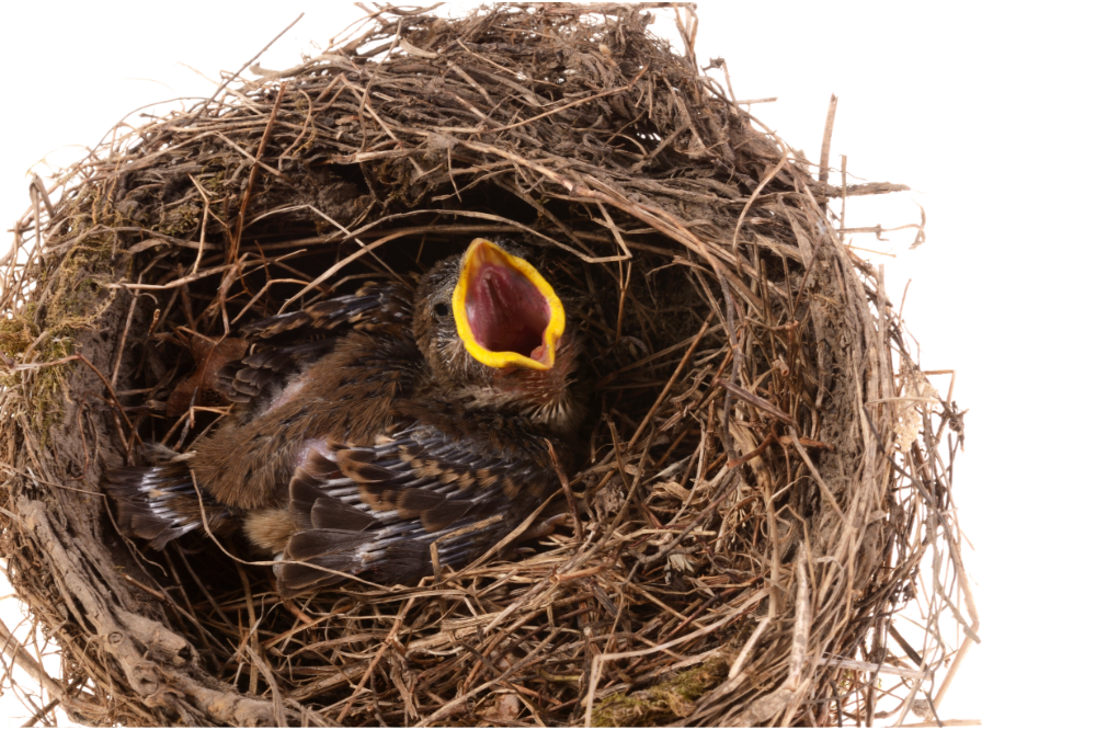 filhote de passarinho no ninho com a boca aberta