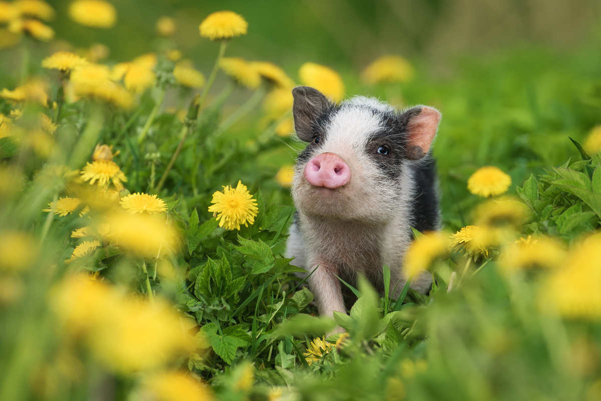 Mini porco em meio a flores amarelas