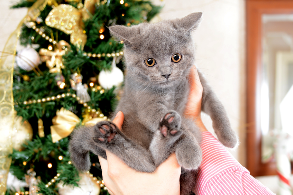 Gato Azul Russo filhote na mão