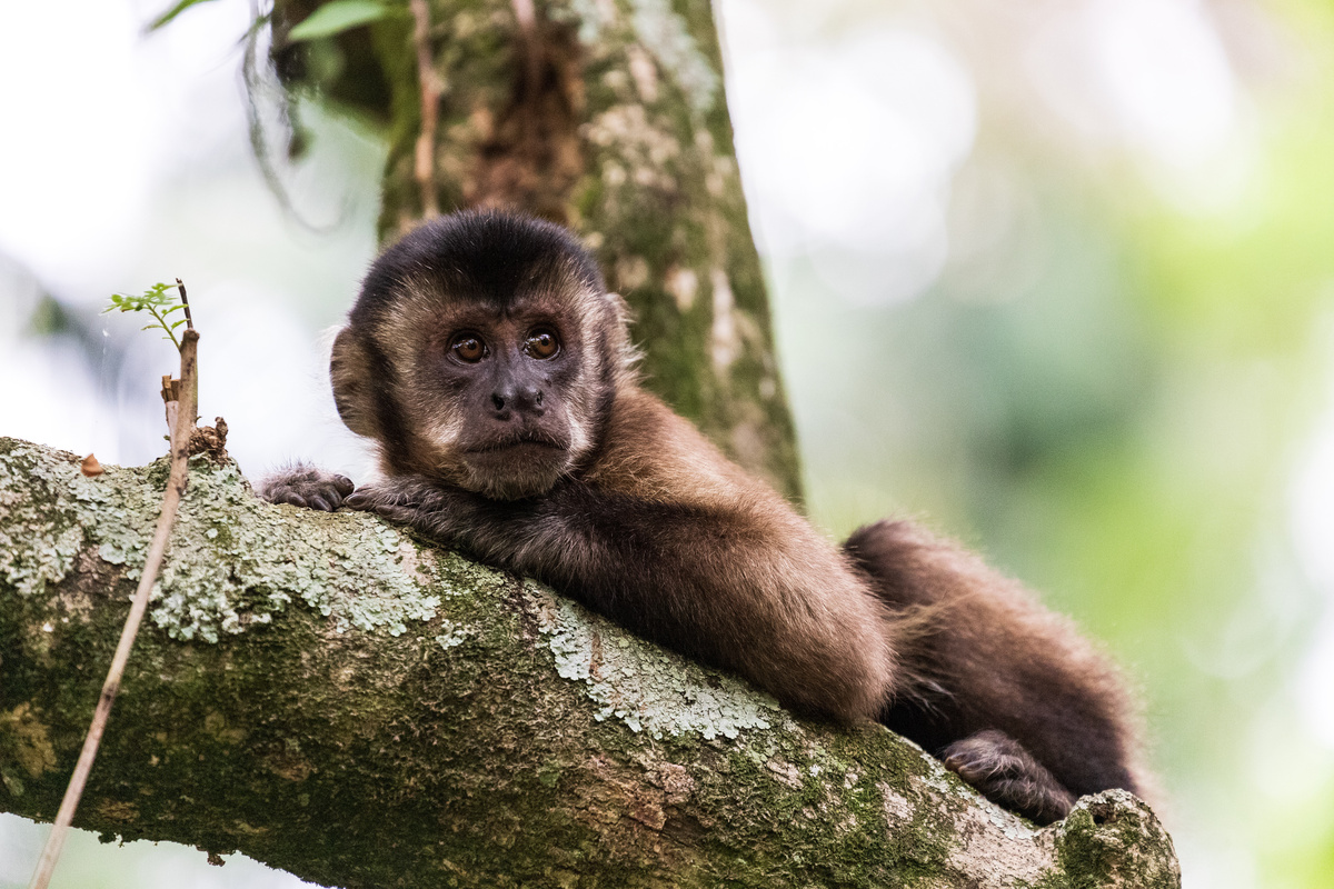 Macaco prego em galho de árvore