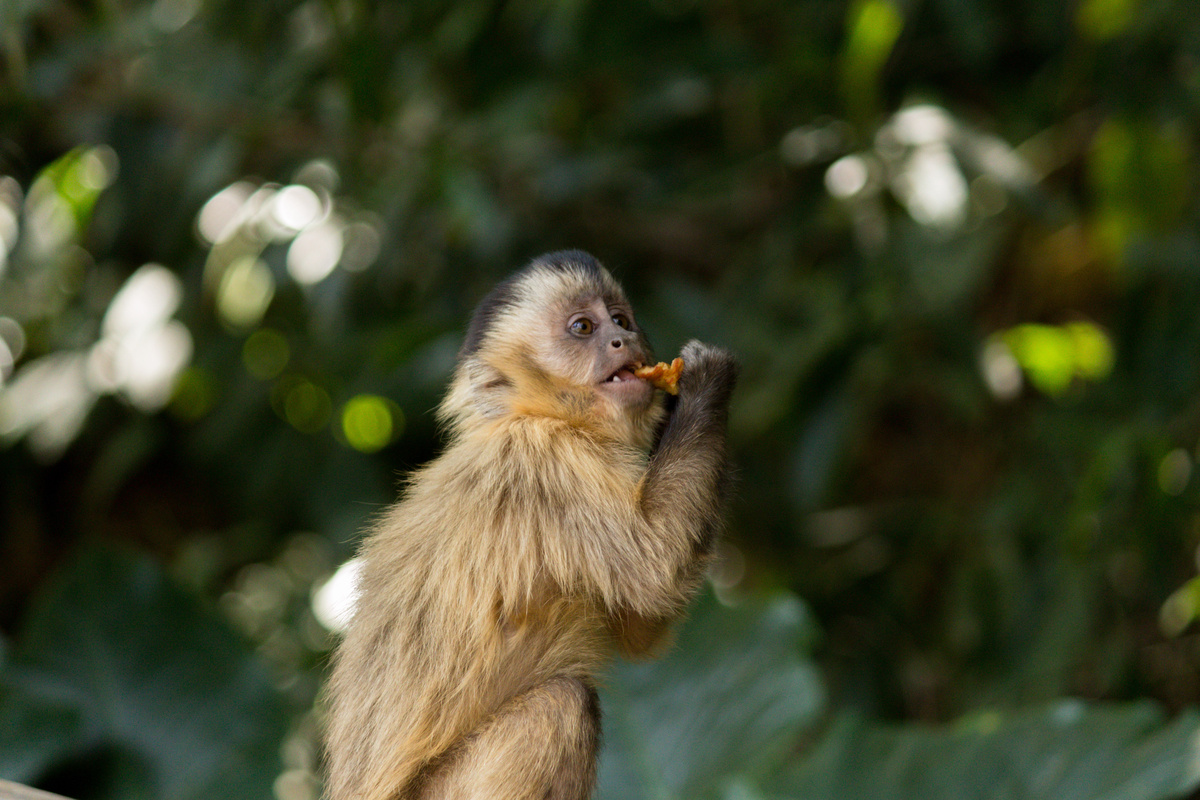Macaco prego comendo 