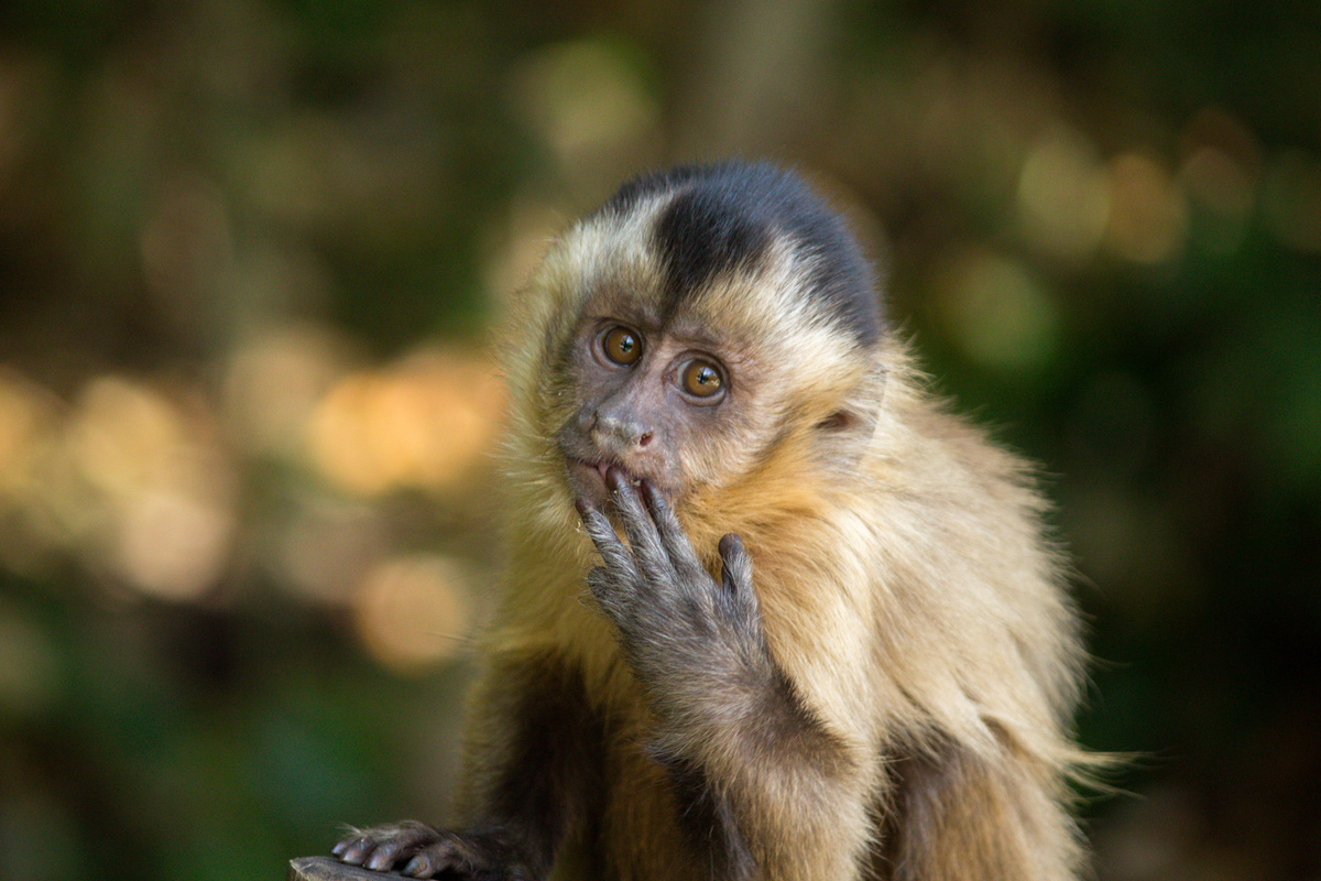 Macaco prego com mão na boca